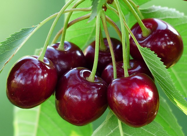 گیلاس#تغییر_مسیر [[الگو:طبقه‌بندی جانداران