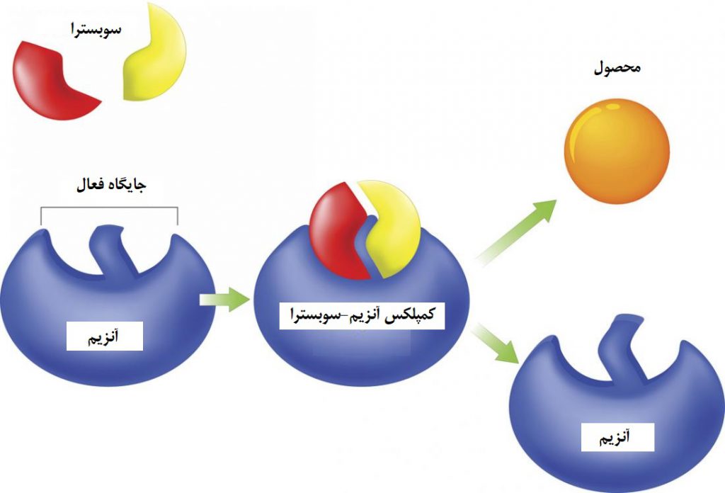 چگونگی عملکرد آنزیم