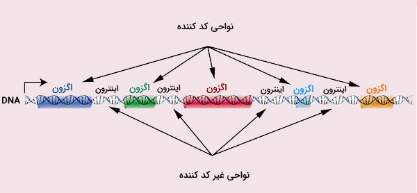 <strong>جایگاه اینترون و اگزون بر روی ژن</strong>