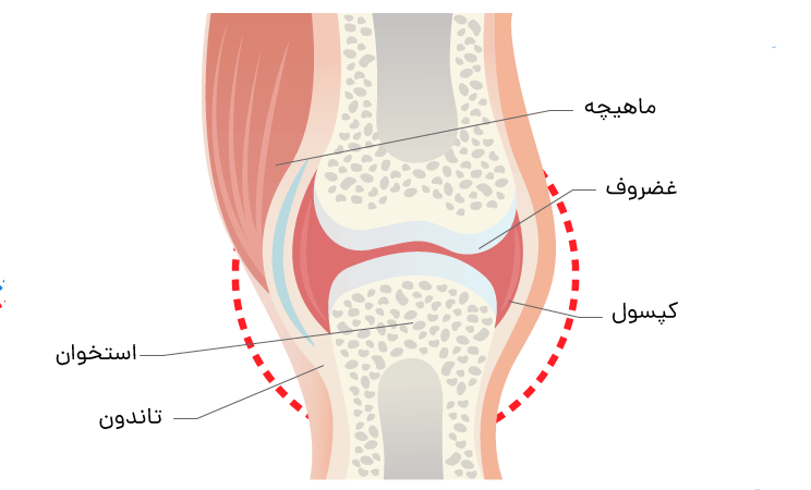 غضروف