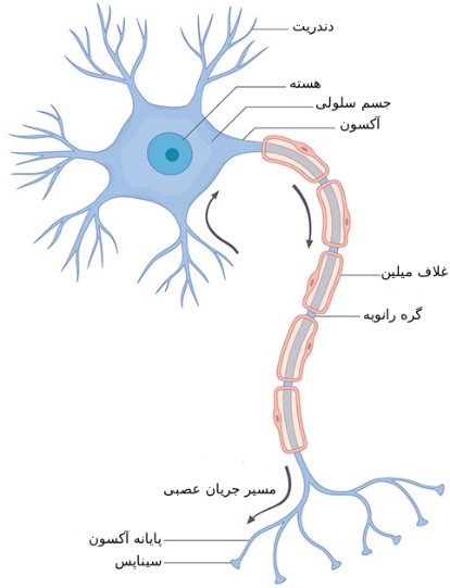 تصویری از یک عصب (سلول عصبی)