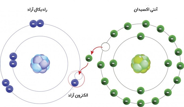 نحوه‌ی عملکرد آنتی اکسیدان در بدن