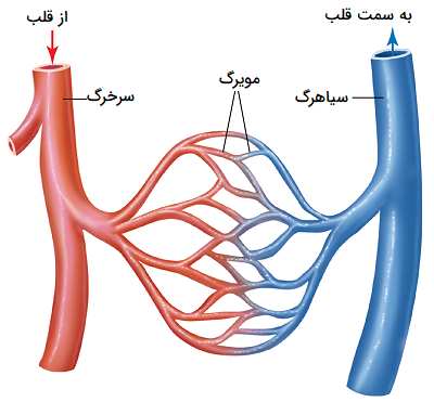 تبادل مواد بین سرخرگ و سیاهرگ