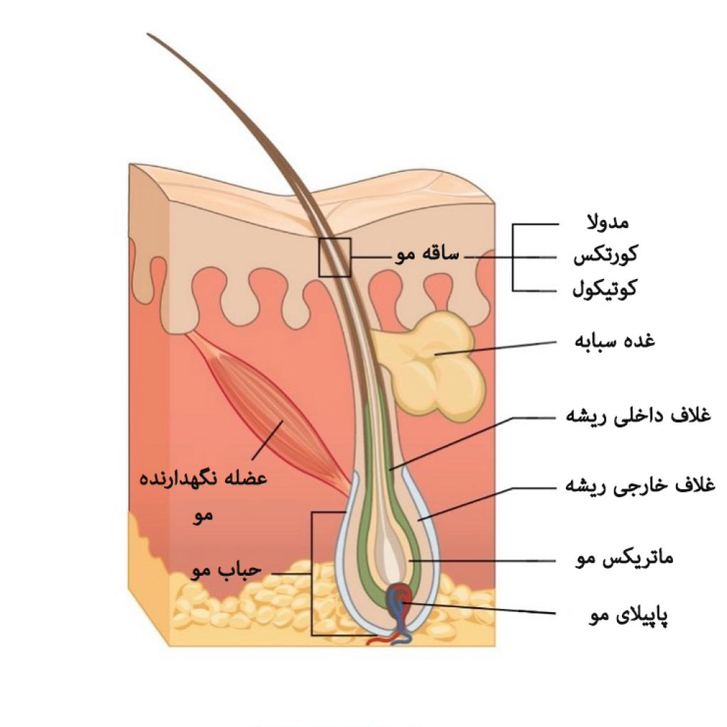 آناتومی مو