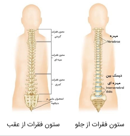 آناتومی ستون فقرات