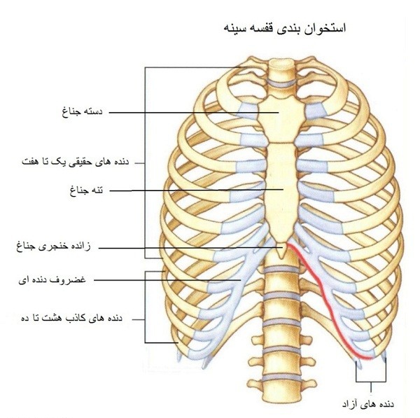 آناتومی قفسه سینه و دنده‌ها