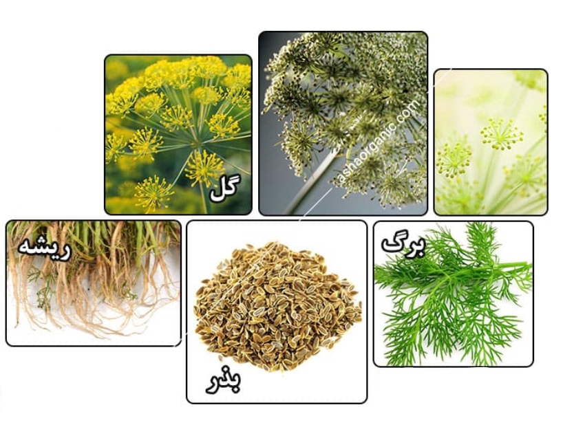 اجزای مختلف گیاه شوید؛ شامل برگ، بذر، ریشه و گل شوید#تغییر_مسیر [[الگو:طبقه‌بندی جانداران