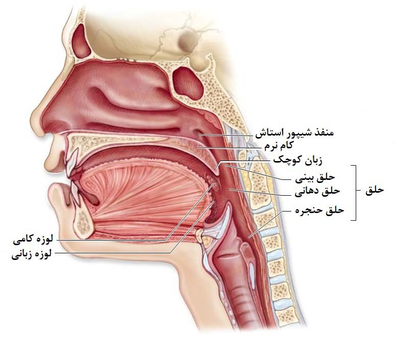 حلق