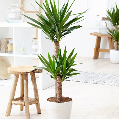 Yucca-filamentosa