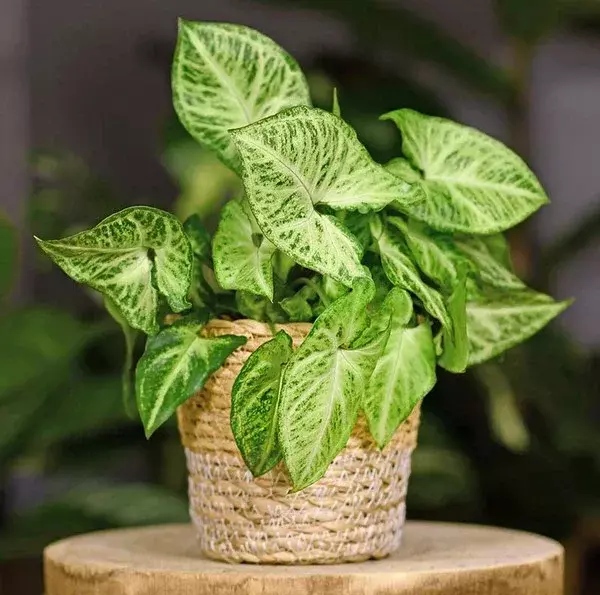 سینگونیوم 