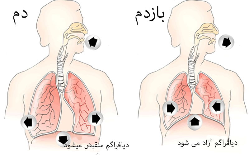 تصویری از قفسه سینه و دیافراگم هنگام تنفس