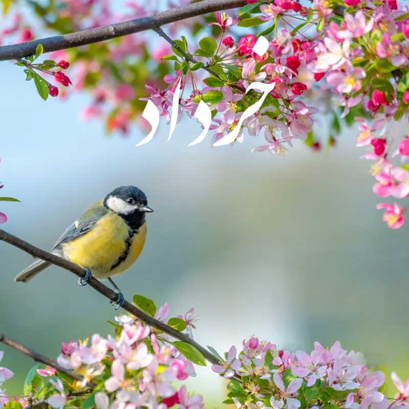 <strong>خرداد ماه</strong>