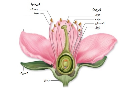 <strong>ساختار و اجزا گل</strong>
