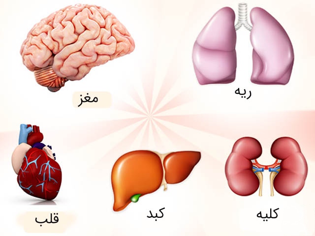 تصویری از پنج اندام حیاتی انسان