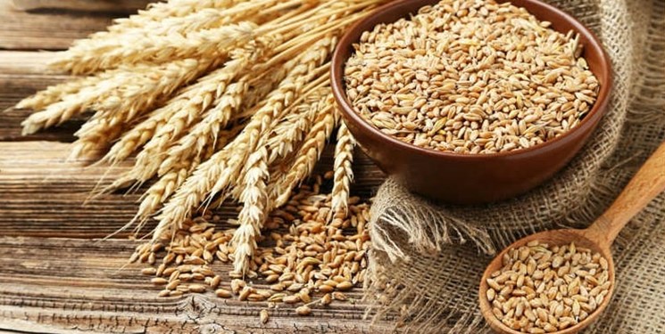 گیاه و دانه‌های گندم#تغییر_مسیر [[الگو:طبقه‌بندی جانداران