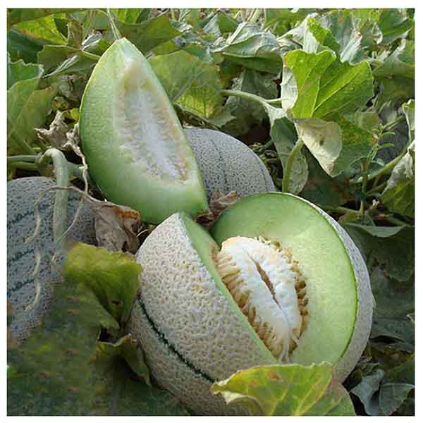 طالبی#تغییر_مسیر [[الگو:طبقه‌بندی جانداران