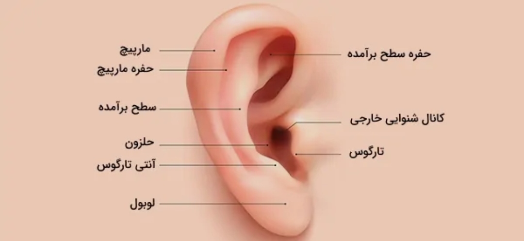 اجزای گوش از نمای بیرون
