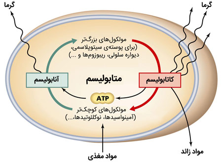 تصویری از فرآیند متابولیسم