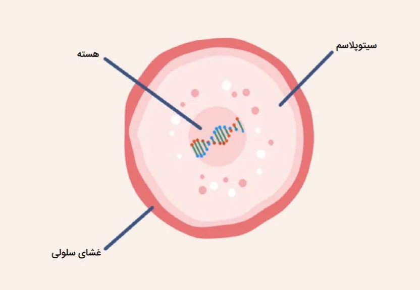 جایگاه سیتوپلاسم در یک سلول