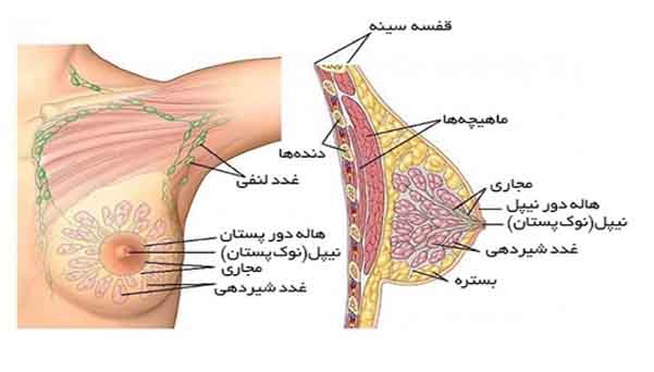 پستان