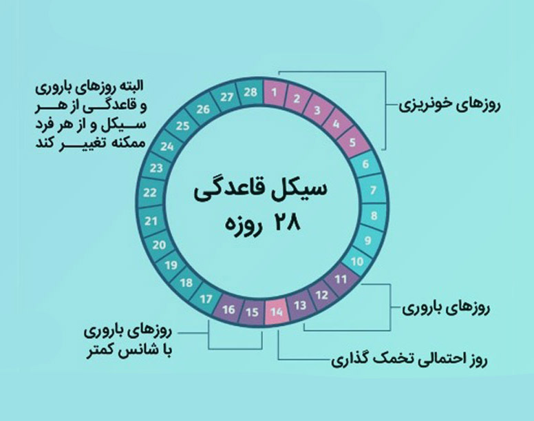 <strong>چرخه عادت ماهانه قاعدگی و بارداری در زنان</strong>