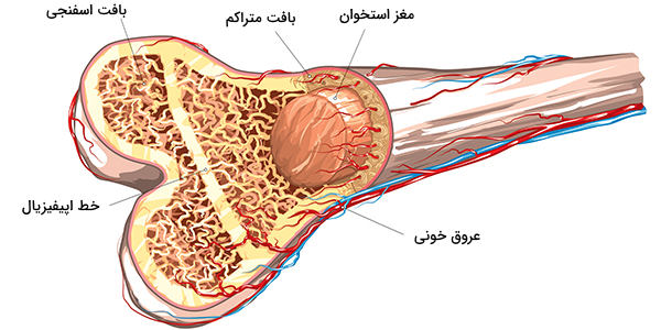 جایگاه مغز استخوان در یک استخوان