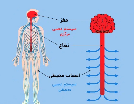 دستگاه عصبی مرکزی