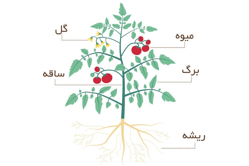 معرفی اندام گیاهی