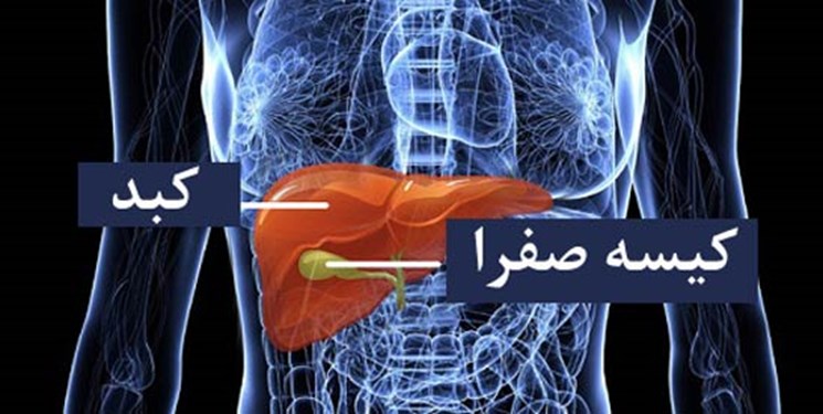جایگاه کیسه صفرا در بدن انسان