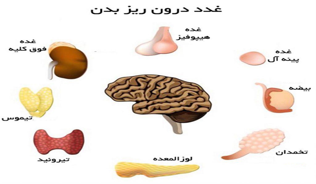 بافتهای سازندهی هورمون