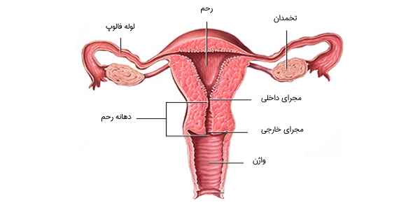 رحم و سیستم تولید مثل