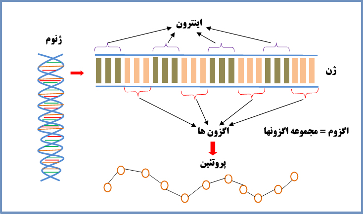<strong>اگزون ها و اینترون ها و جایگاه آنها در ژن و نحوه ساخته شدن RNA</strong>