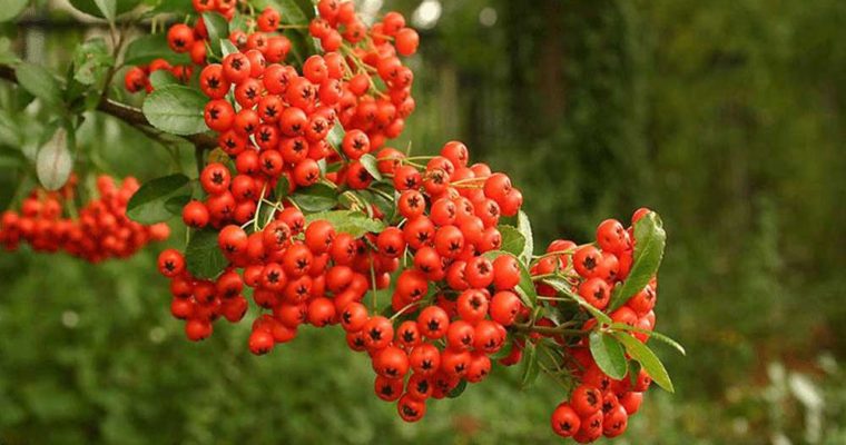 زالزالک نارنجی رنگ#تغییر_مسیر [[الگو:طبقه‌بندی جانداران