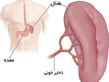 طحال و جایگاه آن در بدن انسان