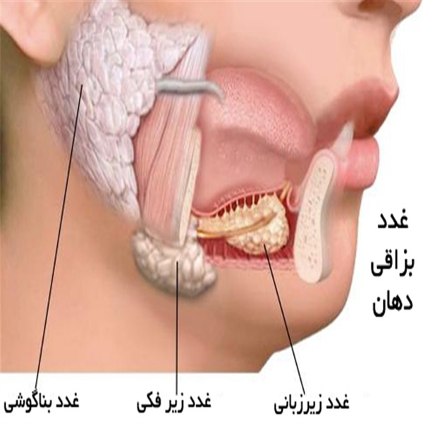 جایگاه قرارگیری غدد بزاقی دهان