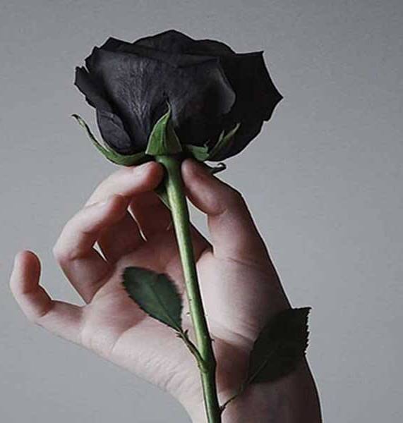 یک شاخه گل رز به رنگ سیاه