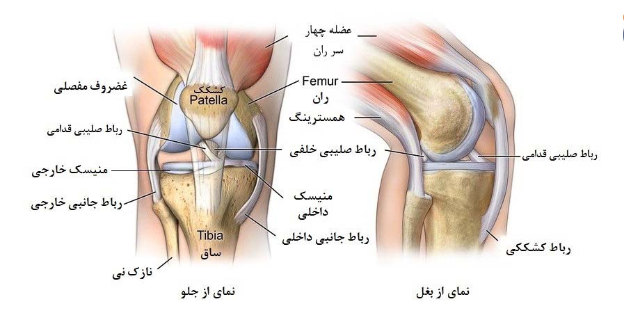 آناتومی زانو