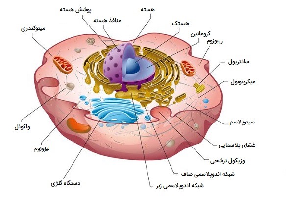 سلول؛ اولین سطح حیات