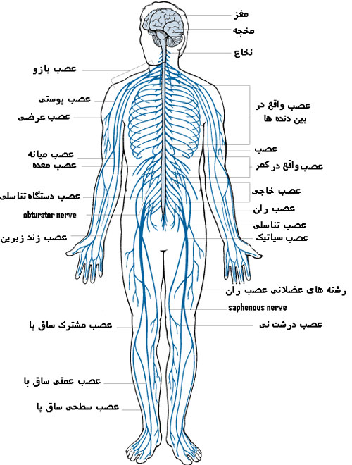 سیستم عصبی
