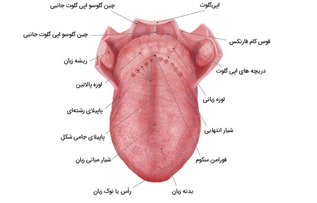 آناتومی زبان