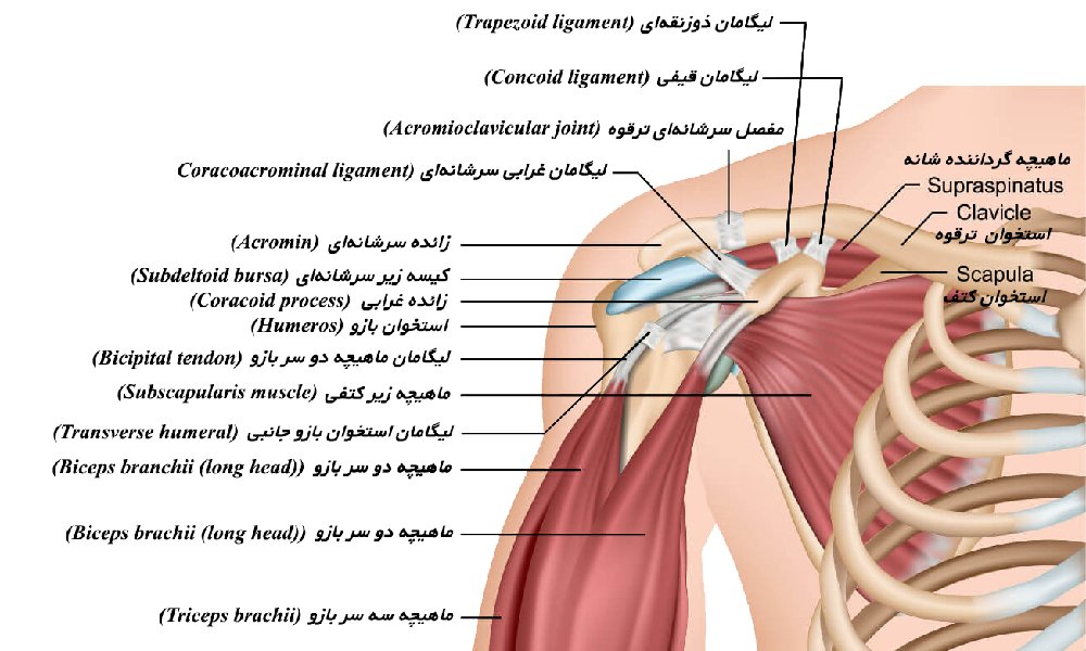 قسمتهای مختلف شانه