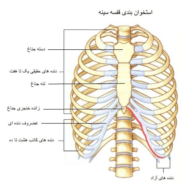 قفسه سینه - دانشنامه ویکیدا