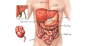 آناتومی اجزای شکم انسان