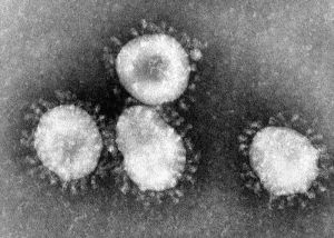 تصویر میکروسکوپی از ویروس عامل بیماری کرونا