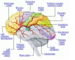 وظایف بخش های مختلف مغز در بدن