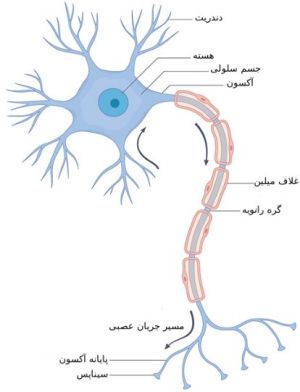 تصویری از یک عصب (سلول عصبی)