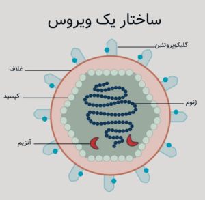 طرحی ساده از ساختار یک نوع ویروس