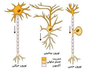 تصویری از انواع نورون