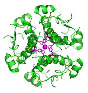 تصویری از ساختار انسولین؛ ساختار نهایی این پروتئین، ساختار سوم است.