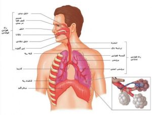 دستگاه تنفسی انسان و بخش‌های مختلف آن